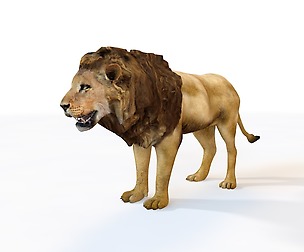 Lion 3D Model