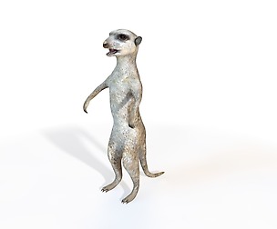 Meerkat 3D Model