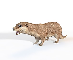 Otter 3D Model