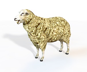 Sheep 3D Model