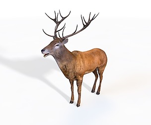 Stag 3D Model