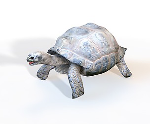 Tortoise 3D Model