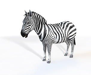 Zebra 3D Model