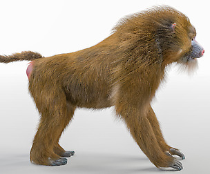 Baboon Hair fur 3D Model