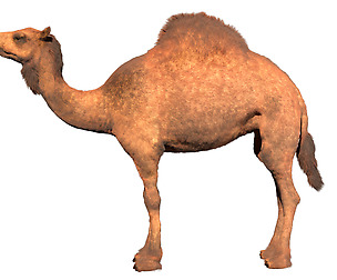 Camel Hair fur 3D Model