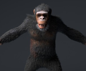 Chimpanzee Hair fur 3D Model