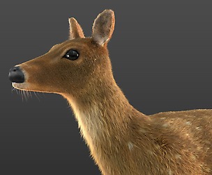 Chital Deer Hair fur 3D Model