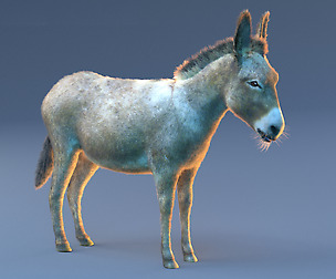 Donkey Hair fur 3D Model