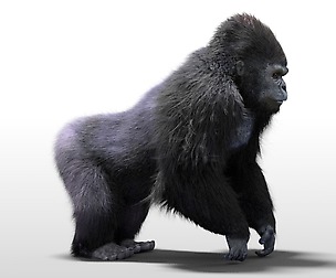 Gorilla Hair fur 3D Model