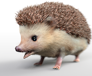 Hedgehog  Hair fur 3D Model
