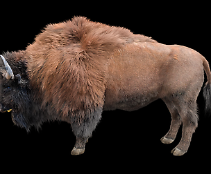 Bison Hair fur 3D Model