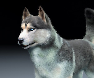 Husky Hair Fur 3D Model