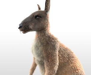 Kangaroo  Hair Fur 3D Model
