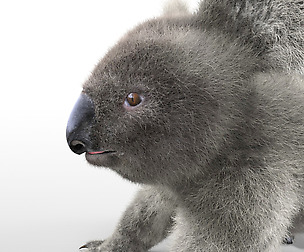 Koala Hair Fur 3D Model
