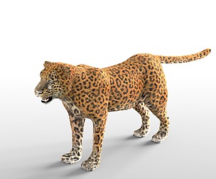 Leopard Hair Fur 3D Model