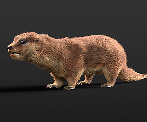 Otter  Hair Fur 3D Model