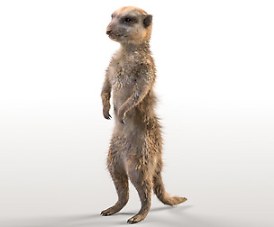 Meerkat Hair Fur 3D Model