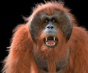 Orangutan  Hair Fur 3D Model