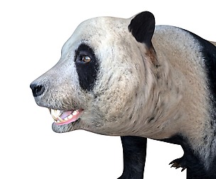 Panda Hair Fur 3D Model