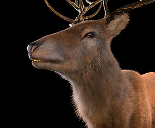 Stag Hair Fur 3D Model