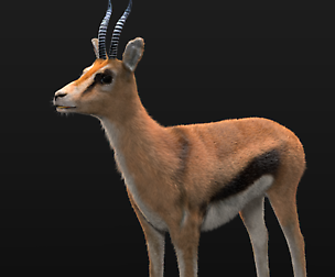Thompson Gazelle Hair Fur 3D Model