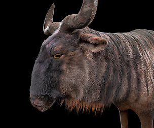 Wildebeest Hair Fur 3D Model