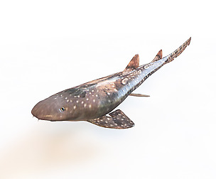 Bamboo Shark 3D Model