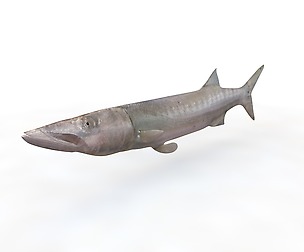 Barracuda 3D Model