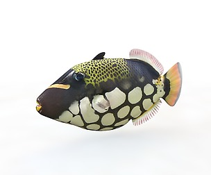 Clown Triggerfish 3D Model