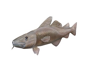 Cod 3D Model