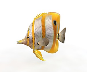 Copperband butterfly fish 3D Model