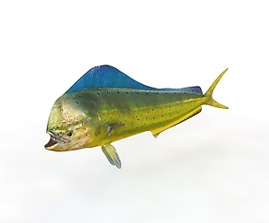 Dorado  mahi mahi 3D Model