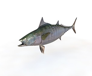 False Albacore Tuna 3D Model