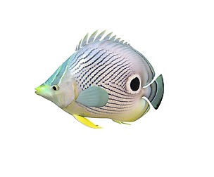 Four eye butterfly fish 3D Model