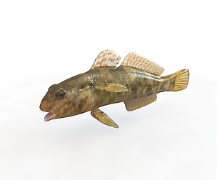 Frillfin goby 3D Model