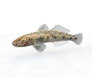 Gobiidae - River goby - Awaous banana 3D Model
