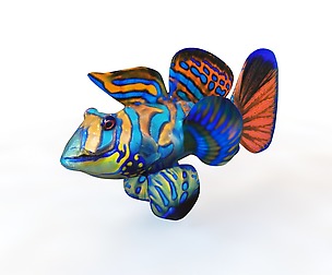 Mandarin Dragonet Goby 3D Model