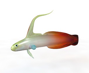 Red Fire Goby 3D Model