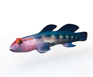 Red Head Goby - Fishkeeper 3D Model
