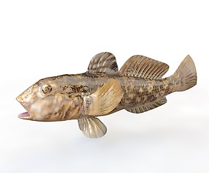 Round Goby 3D Model