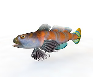 Shrimp Goby 3D Model