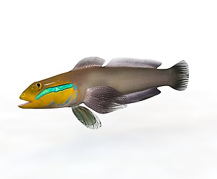 Sleeper Goldenhead Goby 3D Model