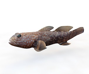 Tripletooth goby 3D Model