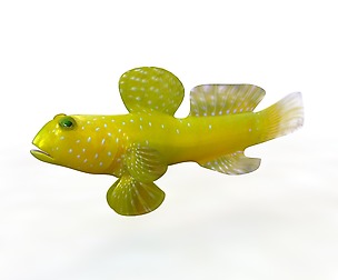 Yellow Watchman Goby 3D Model