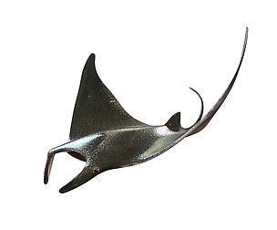 Manta Ray 3D Model