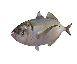 Pacific Bumper 3D Model