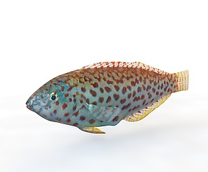 Pakoko Wrasse 3D Model