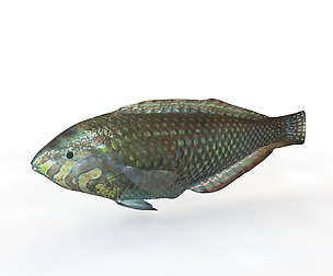 Pakoko Wrasse v2 3D Model