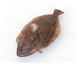 Panamic Flounder 3D Model