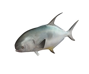 Permit 3D Model